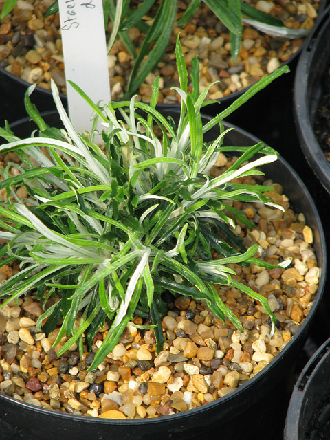 Stéhéline (Staehelina dubia)