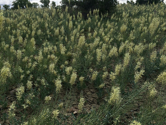 Stanleya albescens (Stanleya albescens)