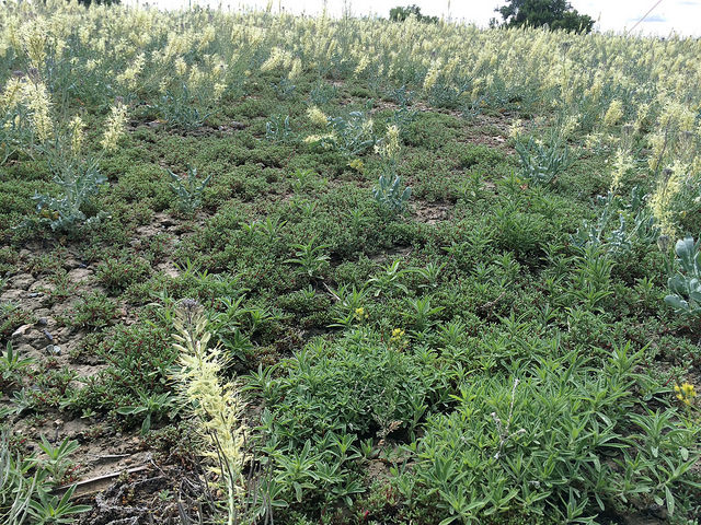 Stanleya albescens