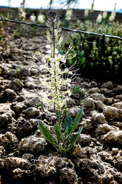 Stanleya albescens