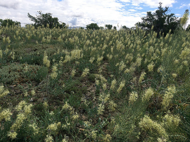 Stanleya albescens