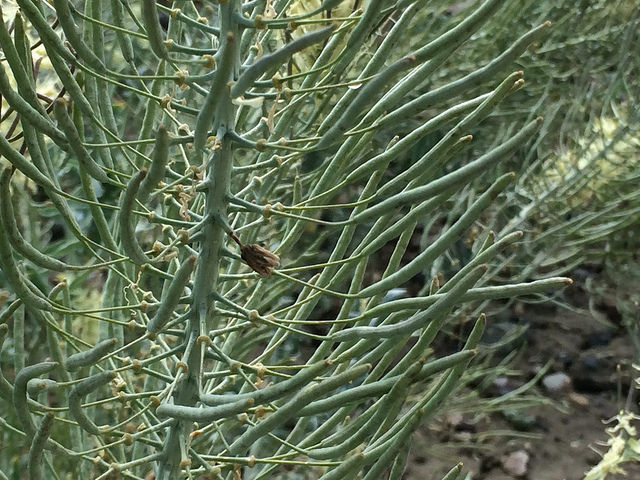 Stanleya albescens
