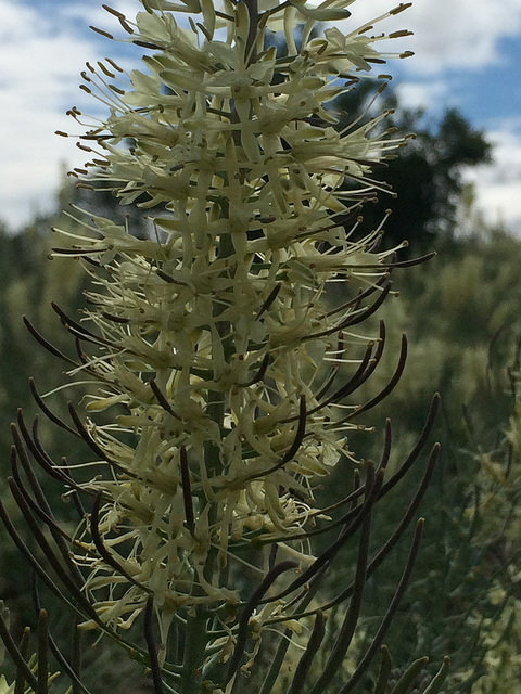 Stanleya albescens