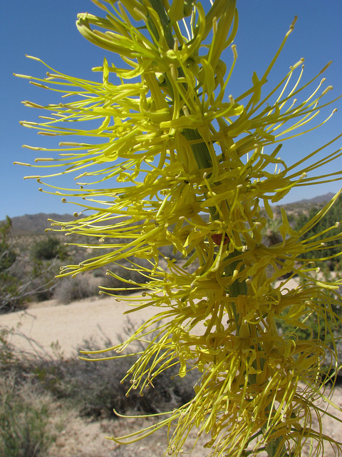 Stanleya pinnata (Stanleya pinnata)