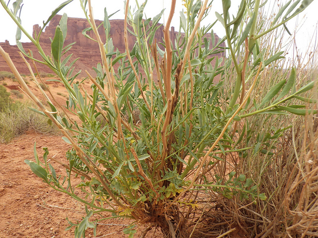 Stanleya pinnata