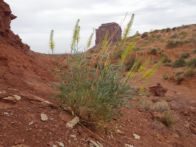 Stanleya pinnata