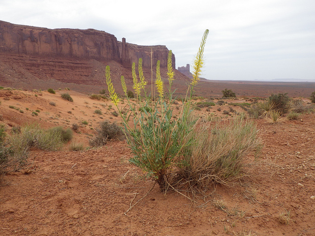 Stanleya pinnata