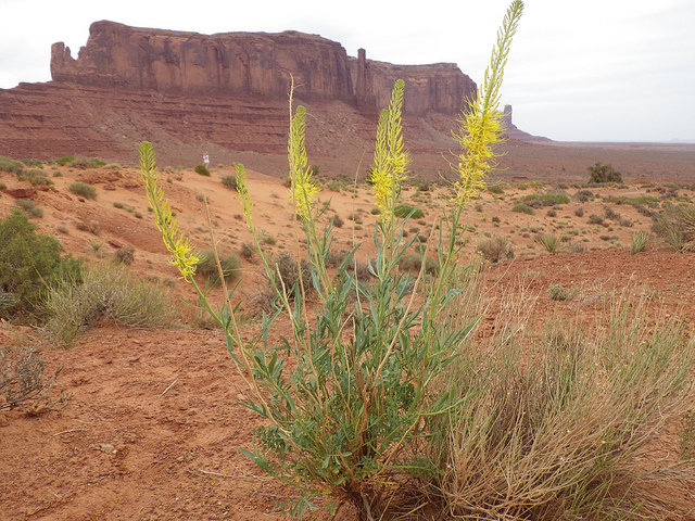 Stanleya pinnata