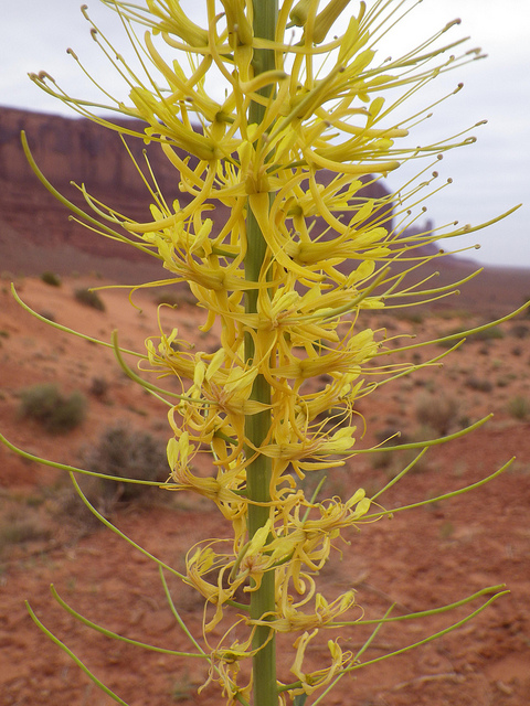 Stanleya pinnata