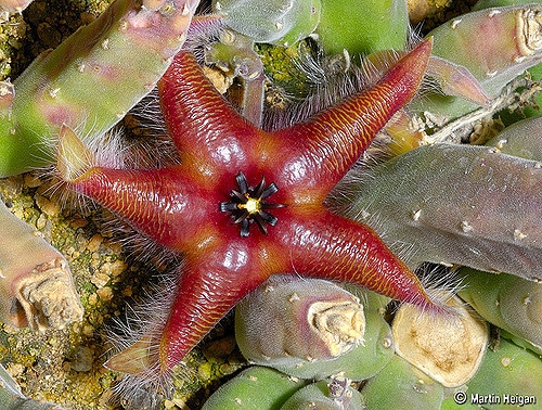 Stapelia asterias