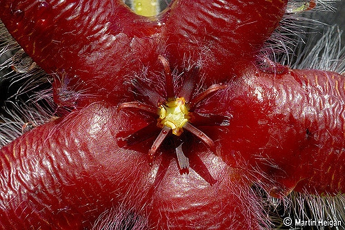 Stapelia asterias