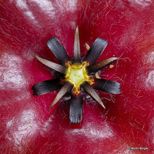 Stapelia asterias