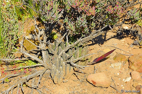 Stapelia asterias