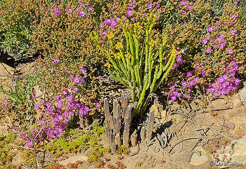 Stapelia asterias