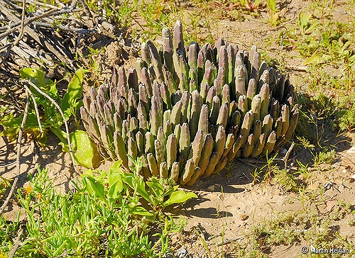 Stapelia asterias (Stapelia asterias)