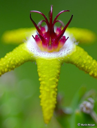 Stapelia flavopurpurea