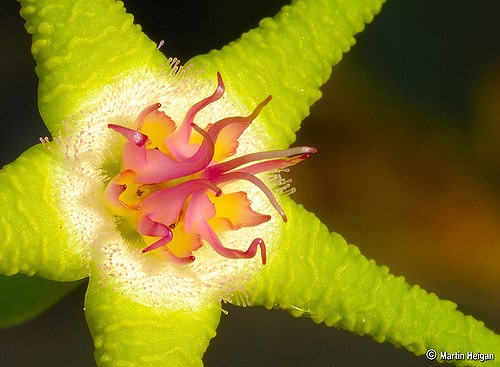 Stapelia flavopurpurea