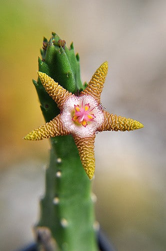 Stapelia flavopurpurea