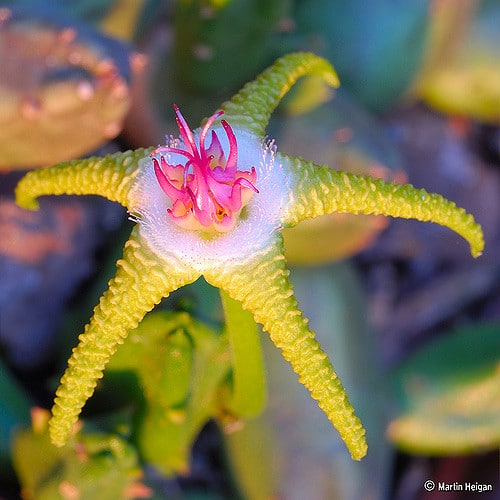 Stapelia flavopurpurea