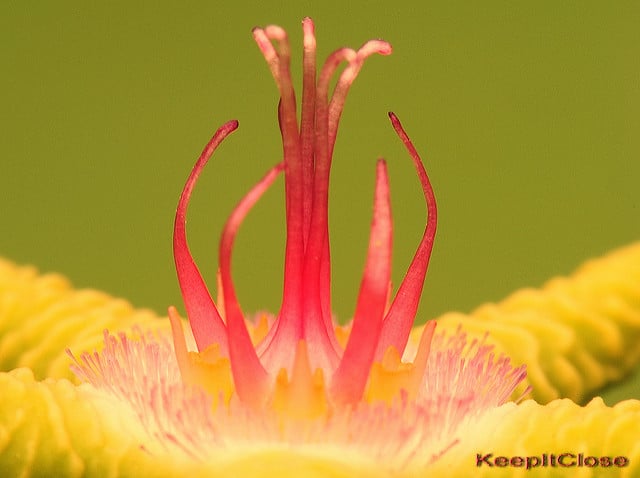 Stapelia flavopurpurea (Stapelia flavopurpurea)