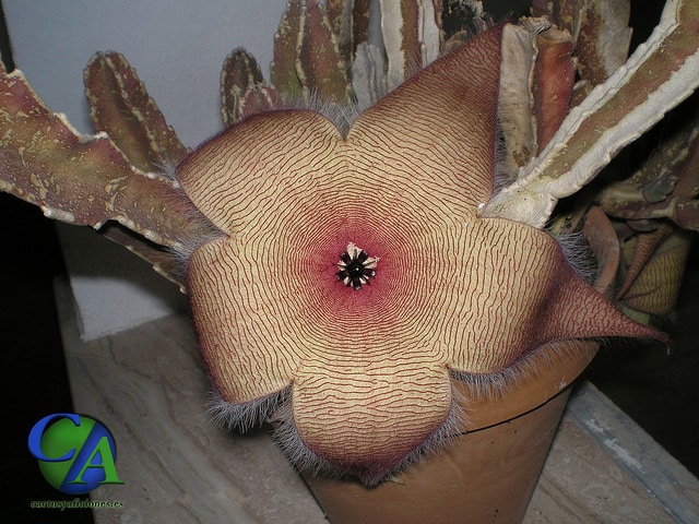 Stapelia gigantea (Stapelia gigantea)