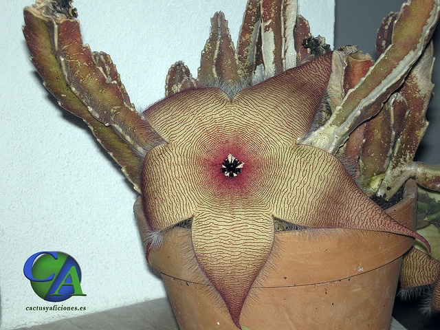Stapelia gigantea