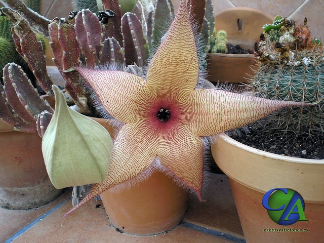 Stapelia gigantea
