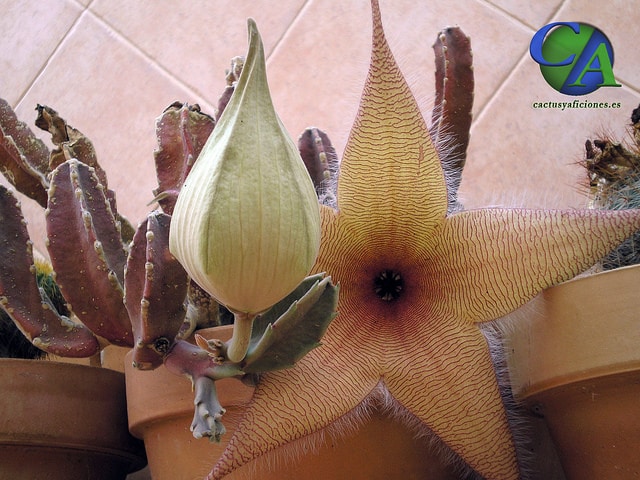 Stapelia gigantea