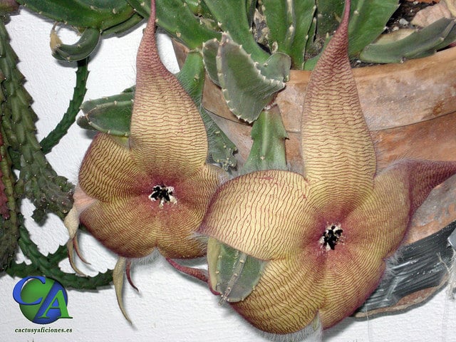 Stapelia gigantea