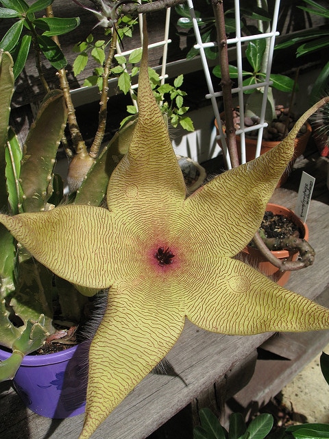 Stapelia gigantea
