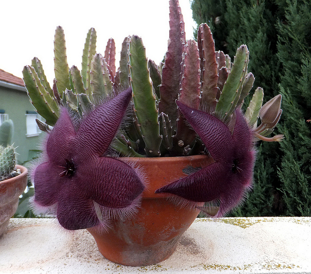 Stapélia (Stapelia grandiflora)