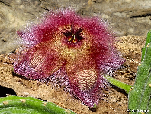 Stapelia hirsuta (Stapelia hirsuta)