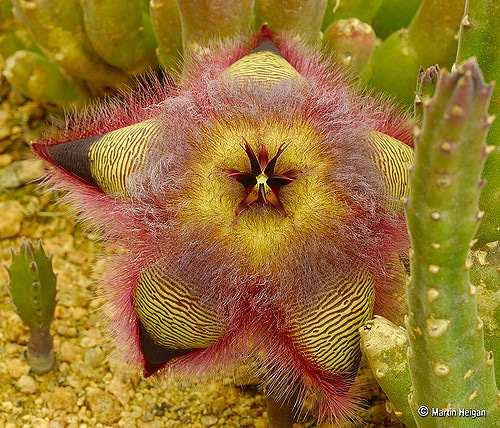 Stapelia hirsuta
