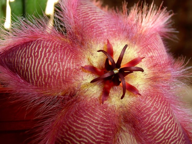 Stapelia hirsuta
