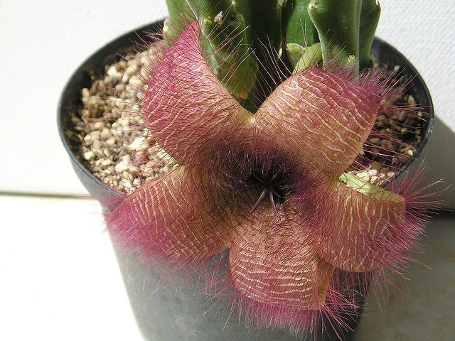 Stapelia hirsuta