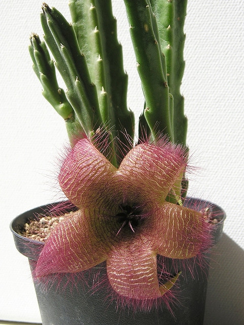 Stapelia hirsuta