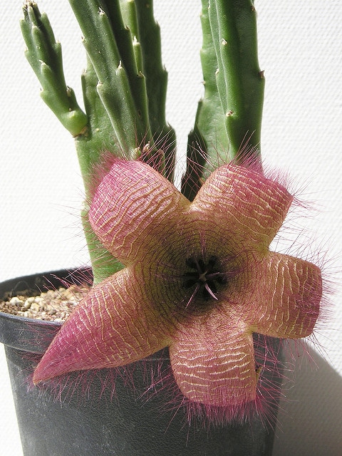 Stapelia hirsuta