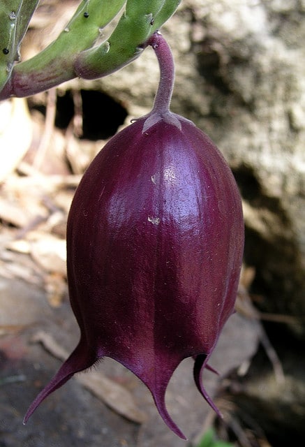 Stapelia leendertziae