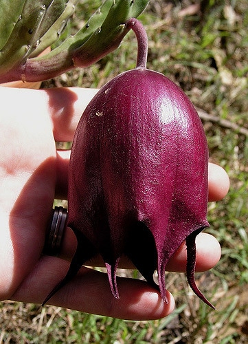 Stapelia leendertziae