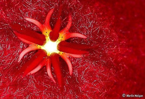 Stapelia leendertziae