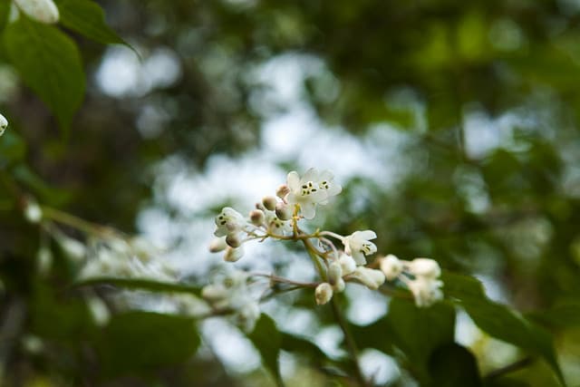Staphylea bumalda