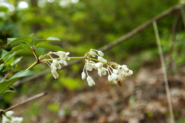 Staphylea bumalda