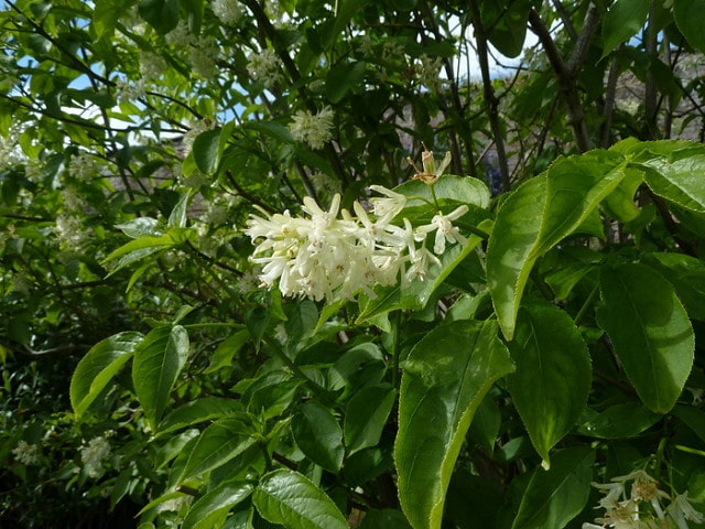 Staphylea bumalda