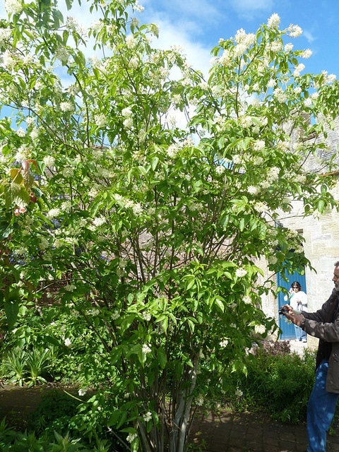 Staphylea bumalda