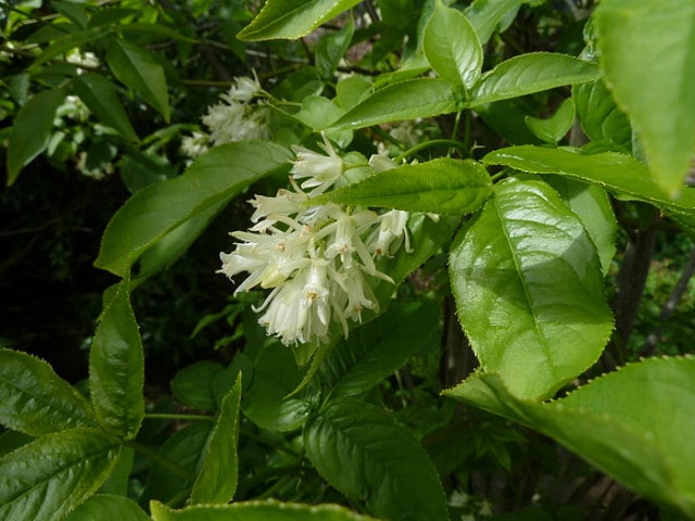 Staphylea bumalda