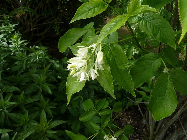 Staphylea bumalda (Staphylea bumalda)