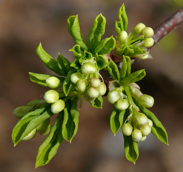Staphylea colchica