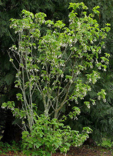 Staphylea colchica