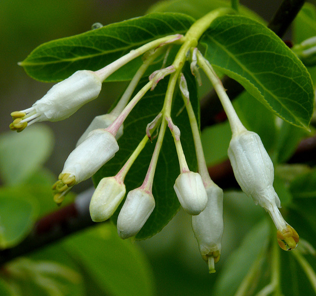 Staphylea colchica