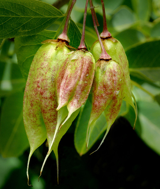 Staphylea colchica
